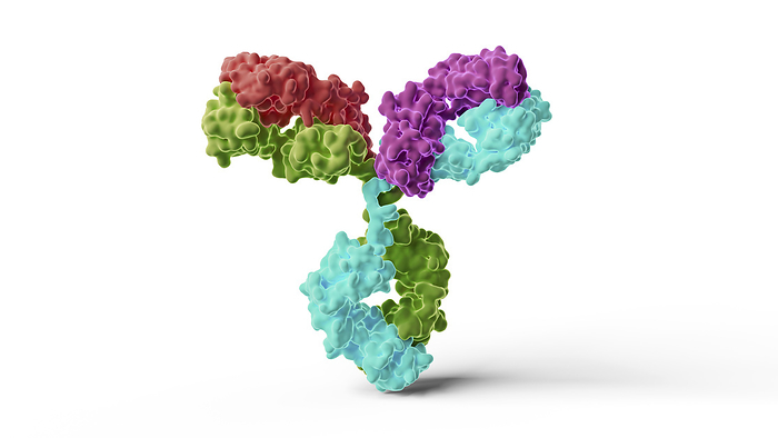Antibody structure, illustration Illustration of a human IgG1  immunoglobulin G1  antibody. Colours represent the two light chains  red and purple  and two heavy chains  cyan and green  of the antibody., by THOM LEACH   SCIENCE PHOTO LIBRARY