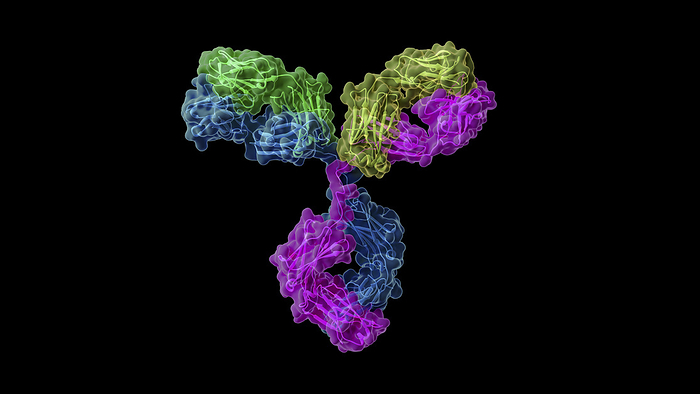 Antibody structure, illustration Illustration of a human IgG1  immunoglobulin G1  antibody. Colours represent the two light chains  green and yellow  and two heavy chains  blue and purple  of the antibody., by THOM LEACH   SCIENCE PHOTO LIBRARY