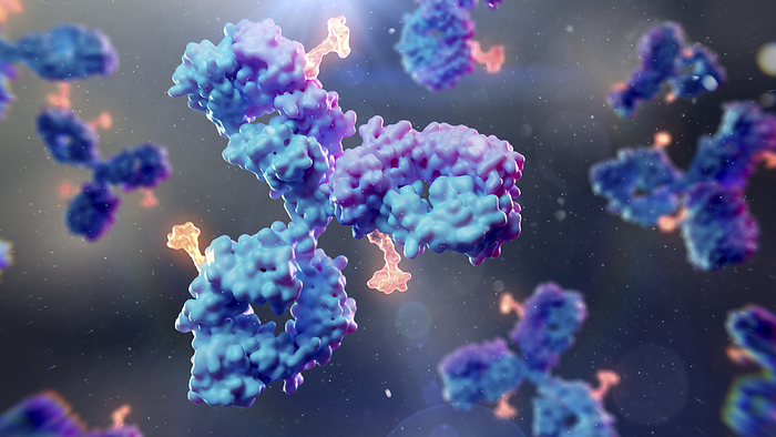 Antibody drug conjugate, illustration Illustration of antibody drug conjugates. Antibody drug conjugates can consist of a monoclonal antibody  blue purple  and a cytotoxic payload  orange  for targeting and destroying specific cells in the body., by THOM LEACH   SCIENCE PHOTO LIBRARY