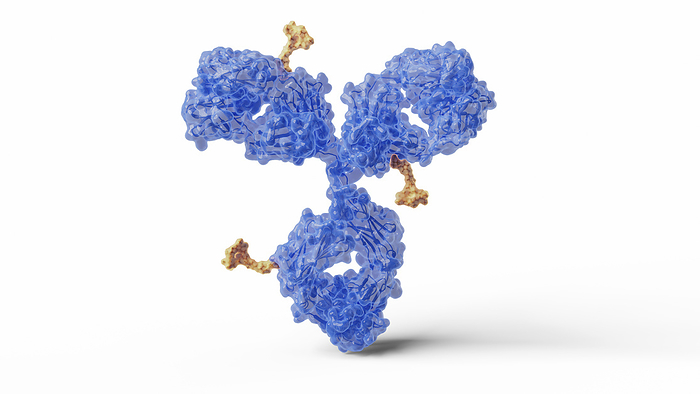 Antibody drug conjugate, illustration Illustration of antibody drug conjugates. Antibody drug conjugates can consist of a monoclonal antibody  blue  and a cytotoxic payload  orange  for targeting and destroying specific cells in the body., by THOM LEACH   SCIENCE PHOTO LIBRARY