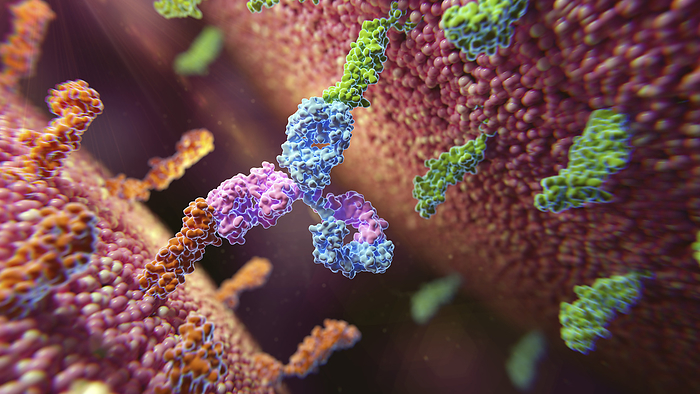 Bispecific antibody in action, illustration Illustration of a bispecific antibody  blue and purple  binding to two different membrane proteins  green and orange ., by THOM LEACH   SCIENCE PHOTO LIBRARY
