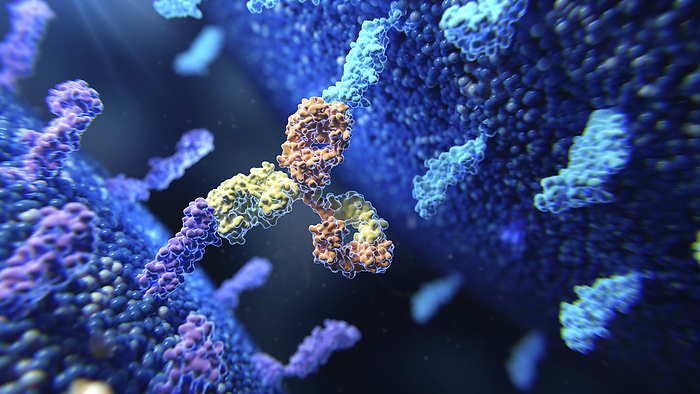 Bispecific antibody in action, illustration Illustration of a bispecific antibody  yellow and orange  binding to two different membrane proteins  purple and blue ., by THOM LEACH   SCIENCE PHOTO LIBRARY