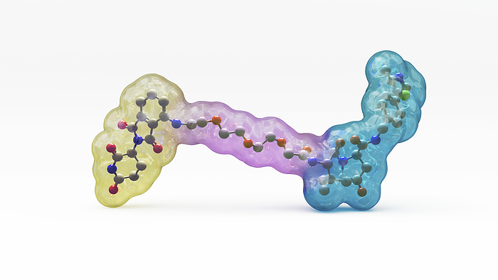 Targeted protein degrader structure, illustration Illustration of the structure of a targeted protein degrader molecule, such as a proteolysis targeting chimera  PROTAC . Targeted protein degraders are small molecules consisting of two ligands  yellow and cyan  joined by a linker  purple . One ligand recruits a protein of interest, while the other recruits a protein ligase molecule, which leads to the ubiquitylation and subsequent degradation of the protein of interest., by THOM LEACH   SCIENCE PHOTO LIBRARY