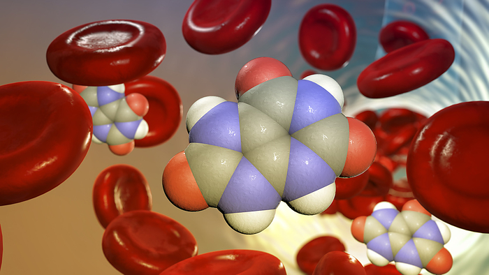 Uric acid molecule in blood circulation, illustration Illustration of the molecular structure of uric acid in circulation, emphasising its presence within the bloodstream during metabolic processes., by KATERYNA KON SCIENCE PHOTO LIBRARY
