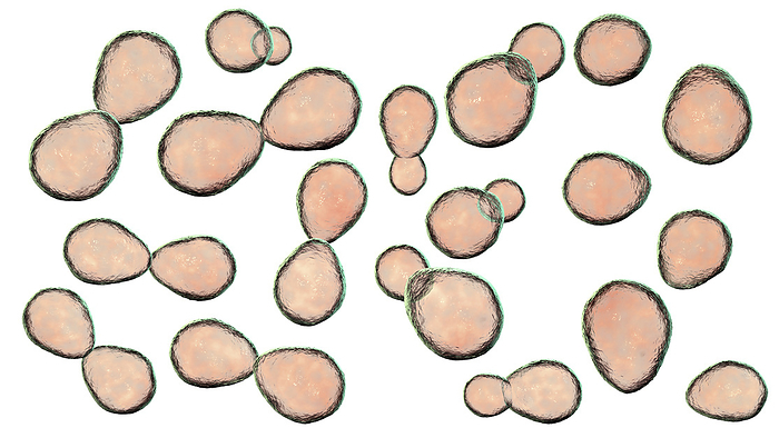 Histoplasma capsulatum yeasts, illustration Illustration of histoplasma capsulatum, a parasitic yeast like dimorphic fungus that can cause lung infection histoplasmosis. The yeast form depicted is typically found in host tissues., by KATERYNA KON SCIENCE PHOTO LIBRARY