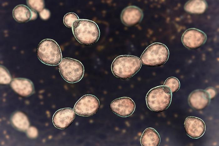 Histoplasma capsulatum yeasts, illustration Illustration of histoplasma capsulatum, a parasitic yeast like dimorphic fungus that can cause lung infection histoplasmosis. The yeast form depicted is typically found in host tissues., by KATERYNA KON SCIENCE PHOTO LIBRARY