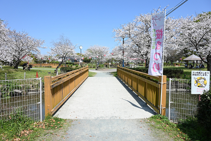 Cherry Blossom Festival in the Park