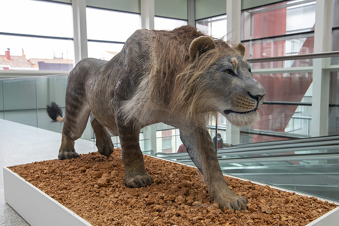 Prehistoric Eurasian cave lion, reconstruction Reconstruction of the extinct Eurasian cave lion  Panthera spelaea  which lived in the Pleistocene epoch. This species evolved around 600,000 years ago and inhabited Eurasia and North America until its extinction around 12,000 years ago. It is believed to have been slightly larger than modern lions, with the males having a comparatively reduced mane. Photographed in the Museum of Human Evolution, Burgos, Castile and Leon, Spain., by MARCO ANSALONI   SCIENCE PHOTO LIBRARY