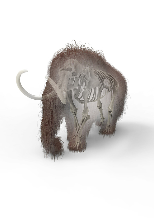 Woolly mammoth skeleton, illustration Woolly mammoth  Mammuthus primigenius  skeleton, illustration. This animal lived during the Pleistocene  Ice age  and into the early Holocene, and as such coexisted with humans. It was roughly the same size as a modern African elephant, but with smaller ears. Covered in thick hair, it was well adapted to the cold environment in which it lived, the tundra steppes of northern America, Europa and Asia., by THOMAS PARSONS SCIENCE PHOTO LIBRARY