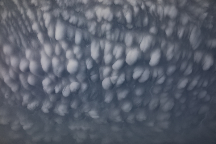 Mammatus clouds over field near Austin, Texas, USA Supercell thunderstorm with mammatus clouds over a field near Austin, Texas, USA. A supercell thunderstorm is a severe long lived storm within which the wind speed and direction changes with height. This produces a strong rotating updraft of warm air, known as a mesocyclone, and a separate downdraft of cold air. Tornadoes may form in the mesocyclone, in which case the storm is classified as a tornadic supercell thunderstorm. The storms also produce torrential rain and hail. Photographed on 5th May 2023., by ROGER HILL SCIENCE PHOTO LIBRARY