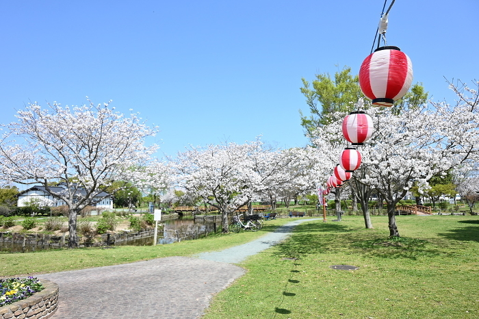 Scenery of a park with cherry blossoms and lanterns