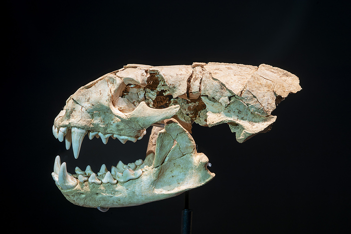 Prehistoric mustelid mammal skull Skull of Pannonictis nestii, an extinct member of the mustelid family of mammals. This skull is around 1.3 million years old  early Pleistocene , and was discovered at the Sima del Elefante dig site, Spain., by MARCO ANSALONI   SCIENCE PHOTO LIBRARY