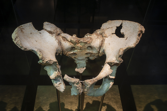 Prehistoric human pelvis Pelvis of an adult of the species Homo heidelbergensis. This species of archaic human lived in Africa and Europe during the middle Pleistocene  c.770,000 126,000 years ago . It is believed that this was the first species of human that constructed shelters. This pelvis was found in the Atapuerca Archaeological Site, Spain., by MARCO ANSALONI   SCIENCE PHOTO LIBRARY