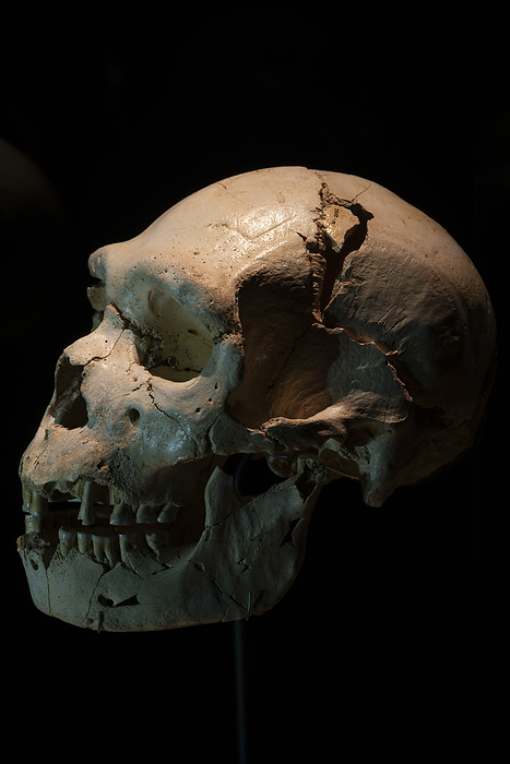 Prehistoric human skull Skull of an adult male of the species Homo heidelbergensis. This species of archaic human lived in Africa and Europe during the middle Pleistocene  c.770,000 126,000 years ago . This specimen has been dated to around 430,000 years ago, and is nicknamed Miguelon. Miguelon suffered 13 blows to the head and likely died from tooth infection. This skull was found in the Atapuerca Archaeological Site, Spain., by MARCO ANSALONI   SCIENCE PHOTO LIBRARY