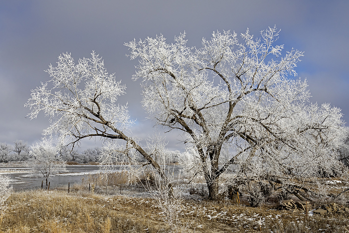 Frost on bare trees along river Frost on trees along the Platte River on a January day. Photographed in Kearney, Nebraska, USA., by JIM WEST SCIENCE PHOTO LIBRARY