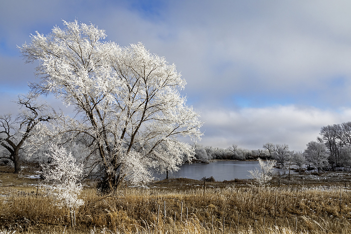 Frost on bare trees along river Frost on trees along the Platte River on a January day. Photographed in Kearney, Nebraska, USA., by JIM WEST SCIENCE PHOTO LIBRARY