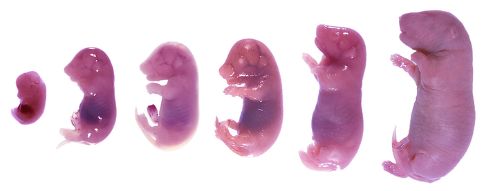 Rat embryos from 15 to 21 days Rat embryos from 15 to 21 days., by JOSE CALVO   SCIENCE PHOTO LIBRARY