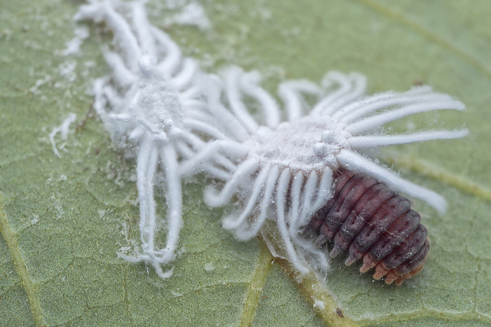Handsome fungus beetle larva eating mealybug Handsome fungus beetle  family Endomychidae  larva preying on a mealybug  family Pseudococcidae ., by MELVYN YEO SCIENCE PHOTO LIBRARY