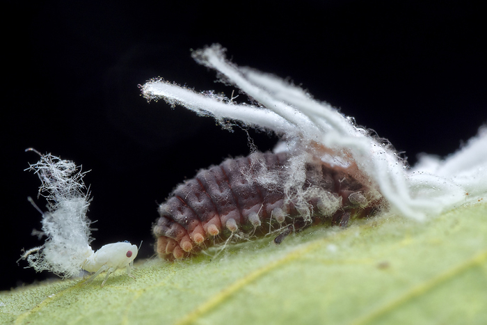 Handsome fungus beetle larva eating mealybug Handsome fungus beetle  family Endomychidae  larva preying on a mealybug  family Pseudococcidae ., by MELVYN YEO SCIENCE PHOTO LIBRARY