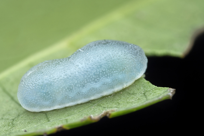 Gelatin slug caterpillar Gelatin slug caterpillar  family Limacodidae . Gelatin slug caterpillars are smooth and relatively untextured. They differ from stinging nettle varieties of the same family of caterpillars, which have sharp stinging hairs., by MELVYN YEO SCIENCE PHOTO LIBRARY
