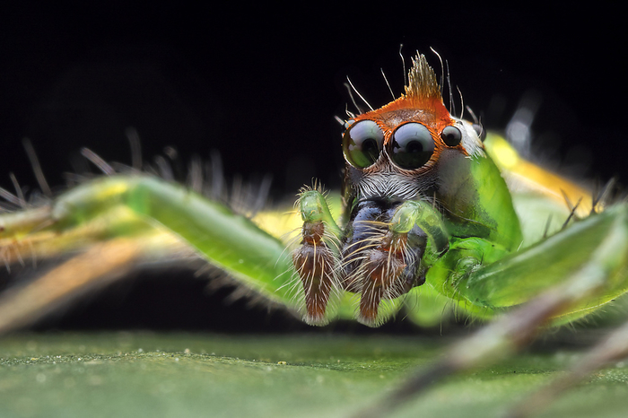 Jumping spider Jumping spider  Epeus sp.  Epeus is a genus of the spider family Salticidae  jumping spiders . They are often found on broad leaved plants or shrubs of rain forest, or in gardens of Southeast Asia., by MELVYN YEO SCIENCE PHOTO LIBRARY