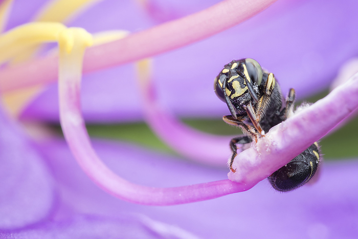 Small carpenter bee on flower Small carpenter bee  Ceratina sp.  on a flower. Ceratina typically nest in hollow twigs or twigs soft enough to chew through., by MELVYN YEO SCIENCE PHOTO LIBRARY