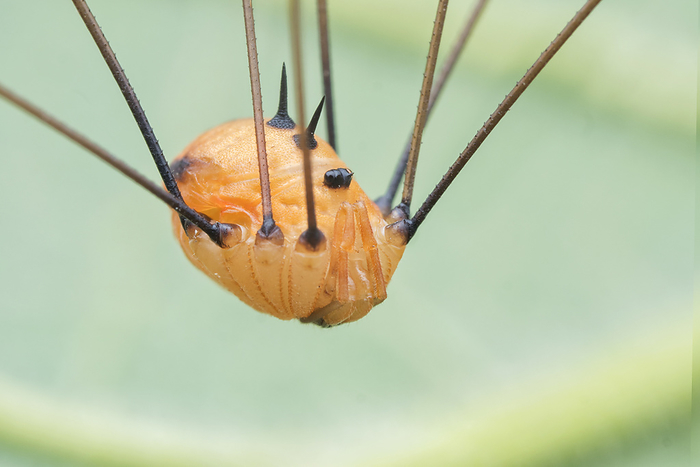 Harvestman arachnid Harvestman arachnid  order Opiliones . Species in this order typically have exceptionally long legs relative to their body size., by MELVYN YEO SCIENCE PHOTO LIBRARY