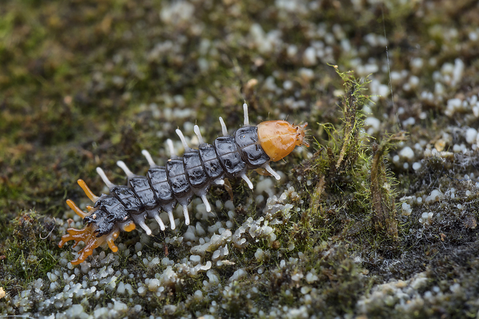 Net winged beetle larva Net winged beetle  family Lycidae  larva on a dead log., by MELVYN YEO SCIENCE PHOTO LIBRARY