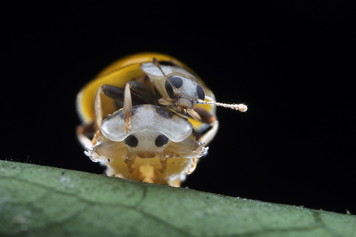 Male yellow ladybird beetle guarding female Male yellow ladybird beetle guarding freshly moulted female from other males., by MELVYN YEO SCIENCE PHOTO LIBRARY