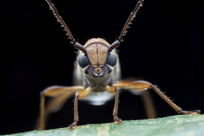 Baby Faced Longhorn beetle Baby faced Longhorn beetle  Thranius bimaculatus . Longhorn beetles typically have antennae which are as long as, or longer than, the beetle s body., by MELVYN YEO SCIENCE PHOTO LIBRARY