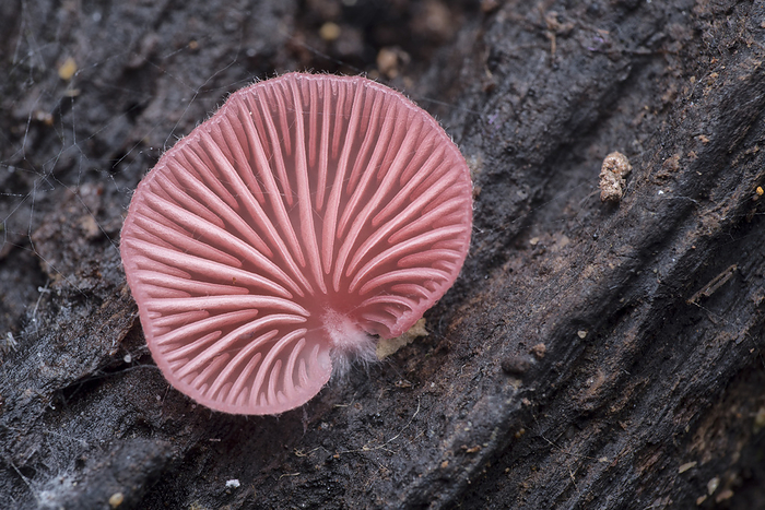 Pink fungus Pink fungus growing on a tree trunk., by MELVYN YEO SCIENCE PHOTO LIBRARY