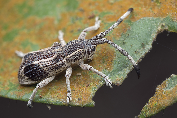 Longhorn beetle mimicking a weevil Longhorn beetle  family Cerambycidae  mimicking a weevil., by MELVYN YEO SCIENCE PHOTO LIBRARY