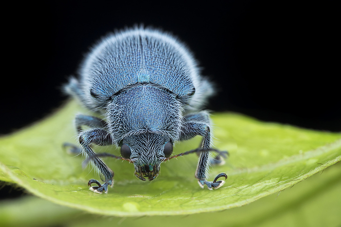 Hairy blue lead beetle Hairy blue lead beetle  Trichochrysea hirta . This species are covered in fine white hairs, and are found across Asia., by MELVYN YEO SCIENCE PHOTO LIBRARY