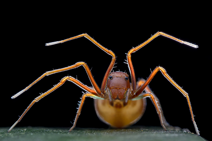 Crab spider mimicking ant Crab spider  Amyciaea sp.  mimicking an ant. Spiders in this genus hold their forelimbs aloft in this manner to mimic the antennae of ants, their preferred prey., by MELVYN YEO SCIENCE PHOTO LIBRARY