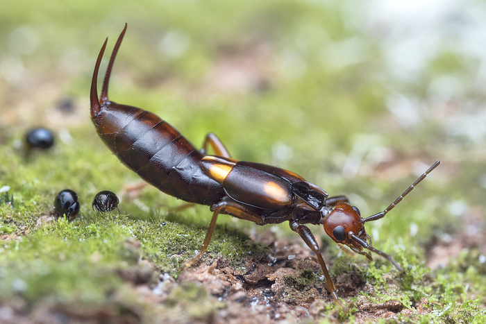 Earwig Earwig  order Dermaptera . Insects belonging to this order are found on every content except Antarctica., by MELVYN YEO SCIENCE PHOTO LIBRARY