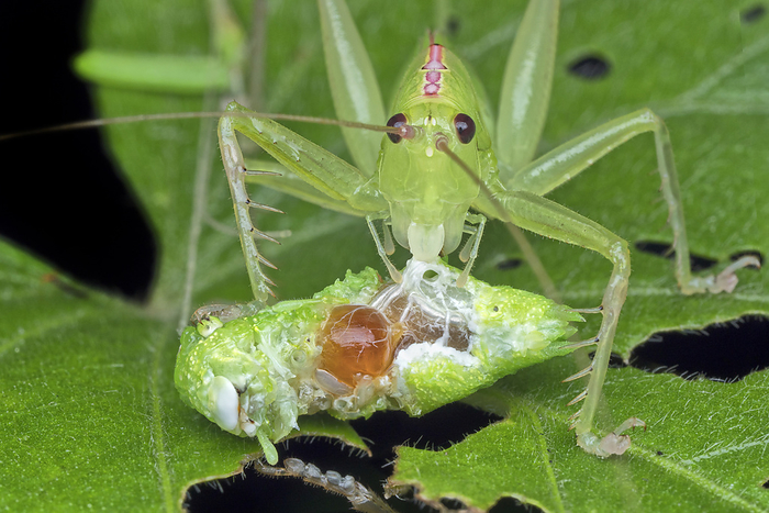 Bush cricket cannibalising another cricket Bush cricket  Hexacentrus sp.  cannibalising another cricket., by MELVYN YEO SCIENCE PHOTO LIBRARY