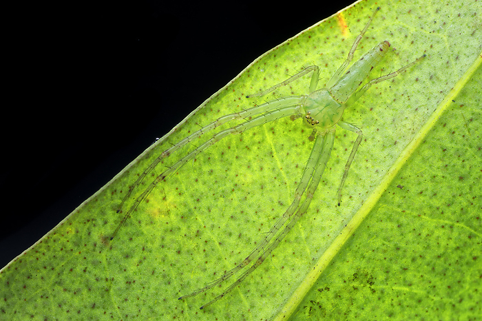 Grass crab spider Grass crab spider  Oxytate sp. , on a leaf. These spiders do not construct webs, instead hunting by waiting in ambush on the underside of leaves., by MELVYN YEO SCIENCE PHOTO LIBRARY