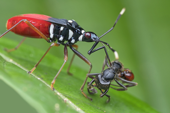 Red bug with prey Red bug  Dindymus sp.  eating a smaller insect. This family of insects, Pyrrhocoridae, are also known as cotton stainers for the yellow stains their feeding leaves on cotton crops., by MELVYN YEO SCIENCE PHOTO LIBRARY