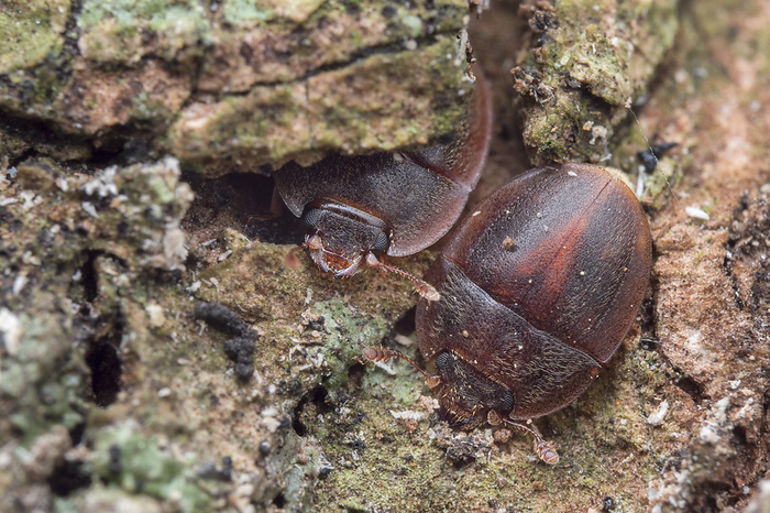 Sap beetle Sap beetles  family Nitidulidae  in tree bark., by MELVYN YEO SCIENCE PHOTO LIBRARY