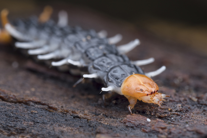 Net winged beetle larvae Net winged beetle  family Lycidae  larva on a dead log., by MELVYN YEO SCIENCE PHOTO LIBRARY