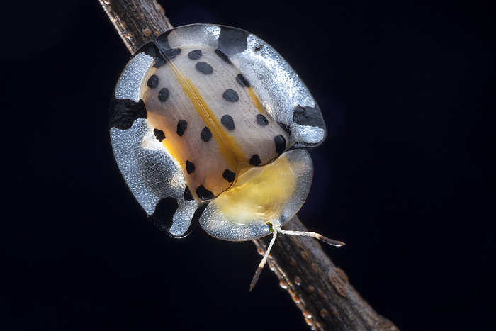 Tortoise beetle Tortoise beetle  Aspidimorpha miliaris ., by MELVYN YEO SCIENCE PHOTO LIBRARY