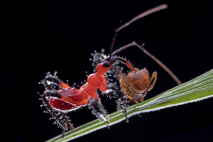 Assassin bug nymph with ant prey Assassin bug  family Reduviidae  nymph with ant prey. Most assassin bugs eat using extraoral digestion, in which they inject prey with saliva which digests their insides. The assassin bug can then consume the predigested nutrients., by MELVYN YEO SCIENCE PHOTO LIBRARY