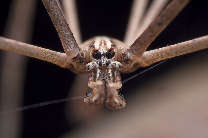 Close up of a male net casting spider Close up of a male net casting spider  family Deinopidae . The larger two eyes provide excellent vision at night, allowing effective nocturnal hunting. These spiders hunt by leaping toward prey with a net of web held between their forelimbs., by MELVYN YEO SCIENCE PHOTO LIBRARY