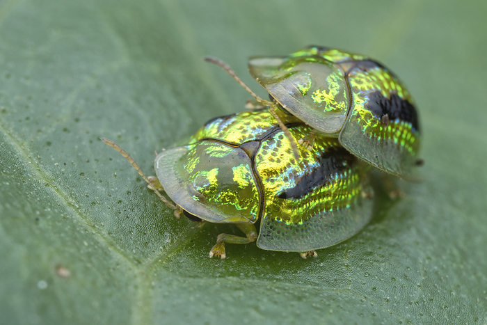 Mating green tortoise beetle Green tortoise beetles  Cassida circumdata  mating., by MELVYN YEO SCIENCE PHOTO LIBRARY
