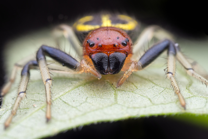 Flat abdomen crab spider Close up of a Flat Abdomen Crab Spider  Camaricus sp. ., by MELVYN YEO SCIENCE PHOTO LIBRARY