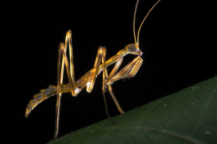 Praying mantis nymph Praying mantis  order Mantodea  nymph, waiting for prey to approach., by MELVYN YEO SCIENCE PHOTO LIBRARY