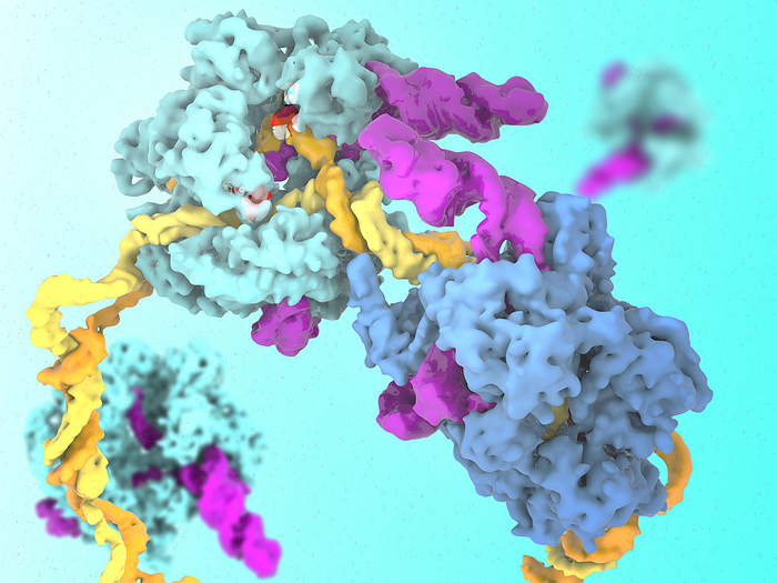 SpCas9 enzymes splicing DNA, illustration Illustration showing the action of Cas9 proteins  blue  from a Streptococcus pyogenes bacterium  SpCas9 . SpCas9 is an endonuclease enzyme which splices DNA  deoxyribonucleic acid  as a defense mechanism against bacteriophages  viruses . It does so by binding to guide RNA  ribonucleic acid, pink  which is complementary to the DNA  yellow orange  sequence which is to be spliced. DNA can be spliced at desired locations by synthesising guide RNA, after which DNA can be spliced at desired locations by synthesising guide RNA, after which genes can be removed and or added to an organism s genome.