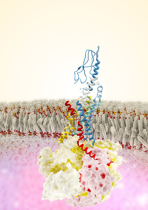 Tirzepatide antidiabetic drug action, illustration Illustration of tirzepatide  silver helix  bound to a glucagon like peptide 1  GLP 1  transmembrane receptor  multi coloured helices across membrane . A G protein  3d multicoloured structure , part of the GLP 1 signalling cascade, is visible below the membrane. Tirzepatide is a drug used to treat type 2 diabetes and obesity. It functions as a glucose dependent insulinotropic polypeptide  GIP  and glucagon like peptide 1  GLP 1  agonist  mimic , which are natural hormones secreted in the gastrointestinal tract when we eat. They work by binding to GLP 1 and GIP receptors throughout the body and stimulating insulin secretion, inhibiting glucagon secretion, and slowing down gastric emptying. These effects all lower blood sugar levels, making tirzepatide a treatment option for type 2 diabetes., by RAMON ANDRADE 3DCIENCIA SCIENCE PHOTO LIBRARY
