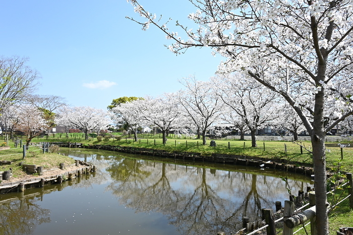 Scenery of Cherry Blossoms and Streams