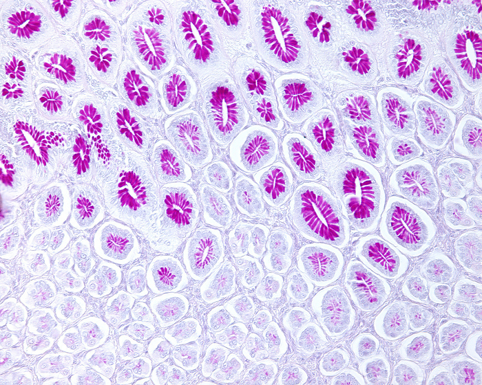 Gastric mucosa, light micrograph Light micrograph of the gastric mucosa stained with the Periodic acid Schiff  PAS  method. cells of the gastric pits show a great PAS positivity because they are mucous type cells.